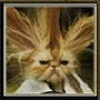 Benutzeravatar